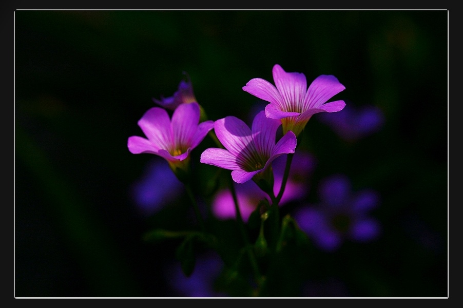 «ö¦¹¦b·sµøµ¡ÂsÄý¹Ï¤ù