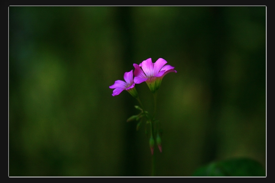 «ö¦¹¦b·sµøµ¡ÂsÄý¹Ï¤ù