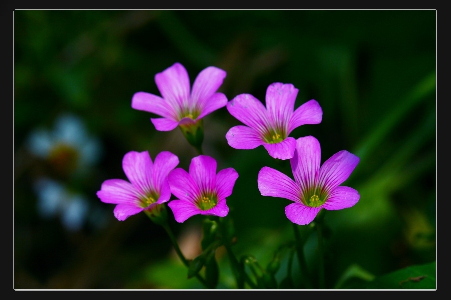 «ö¦¹¦b·sµøµ¡ÂsÄý¹Ï¤ù