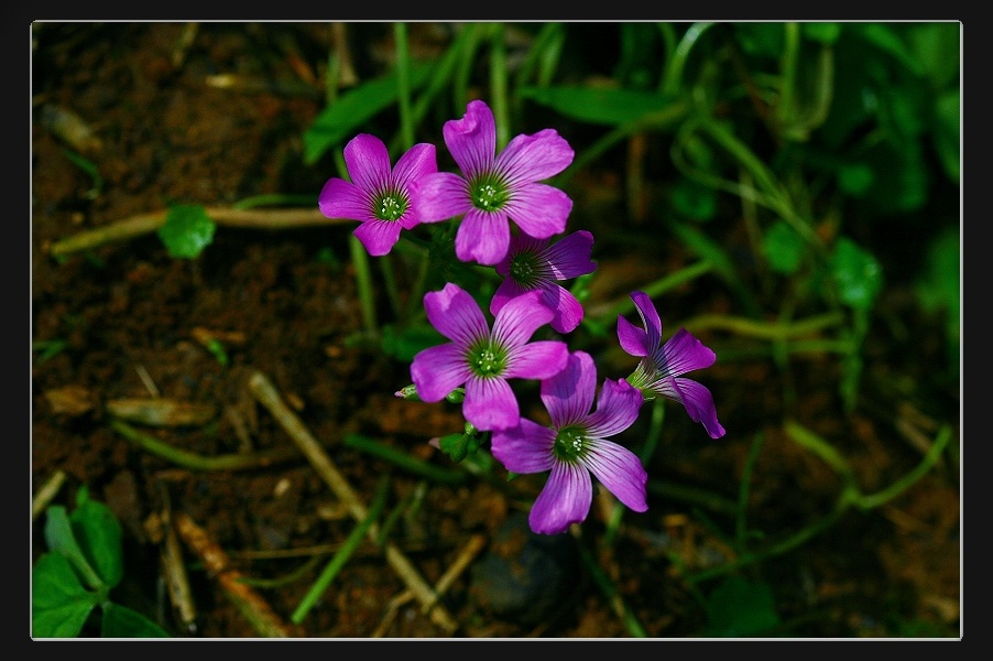 «ö¦¹¦b·sµøµ¡ÂsÄý¹Ï¤ù