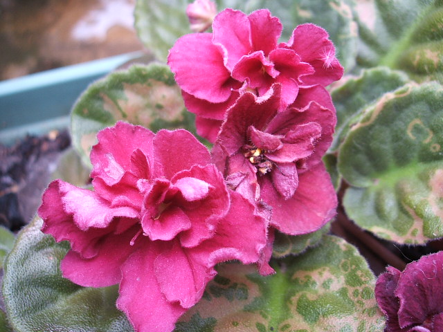 «ö¦¹¦b·sµøµ¡ÂsÄý¹Ï¤ù