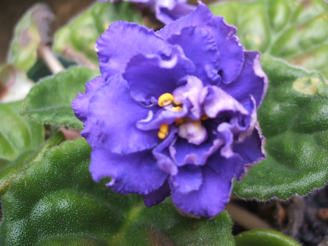 «ö¦¹¦b·sµøµ¡ÂsÄý¹Ï¤ù