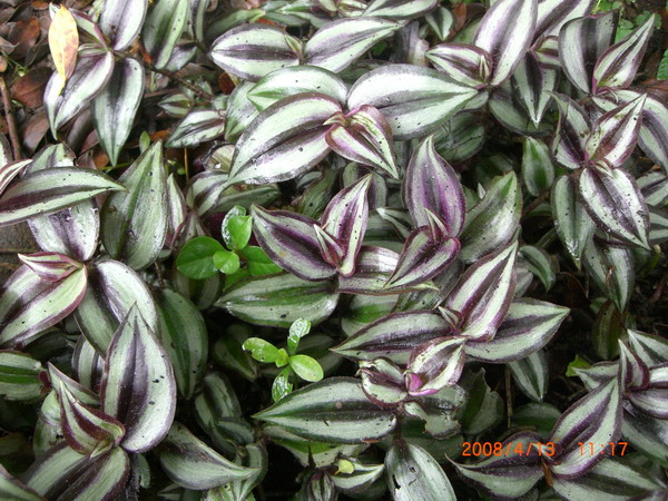 «ö¦¹¦b·sµøµ¡ÂsÄý¹Ï¤ù