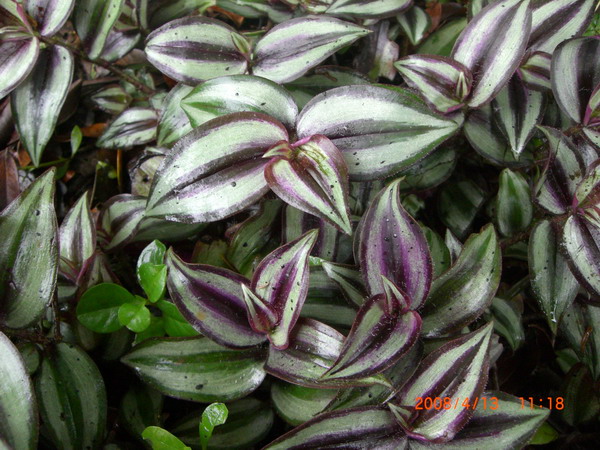 «ö¦¹¦b·sµøµ¡ÂsÄý¹Ï¤ù