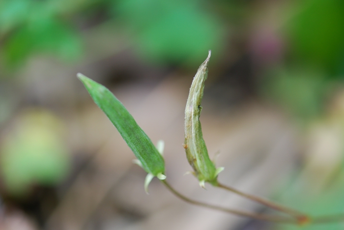 «ö¦¹¦b·sµøµ¡ÂsÄý¹Ï¤ù