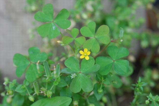 «ö¦¹¦b·sµøµ¡ÂsÄý¹Ï¤ù