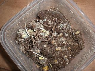 «ö¦¹¦b·sµøµ¡ÂsÄý¹Ï¤ù