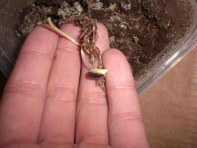 «ö¦¹¦b·sµøµ¡ÂsÄý¹Ï¤ù