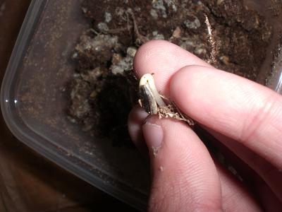 «ö¦¹¦b·sµøµ¡ÂsÄý¹Ï¤ù