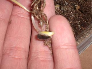 «ö¦¹¦b·sµøµ¡ÂsÄý¹Ï¤ù