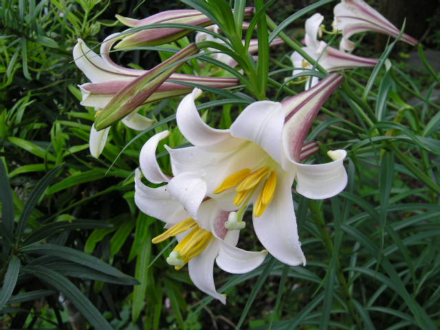 «ö¦¹¦b·sµøµ¡ÂsÄý¹Ï¤ù