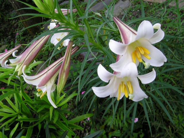 «ö¦¹¦b·sµøµ¡ÂsÄý¹Ï¤ù