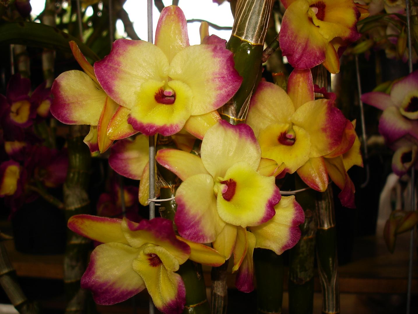 «ö¦¹¦b·sµøµ¡ÂsÄý¹Ï¤ù