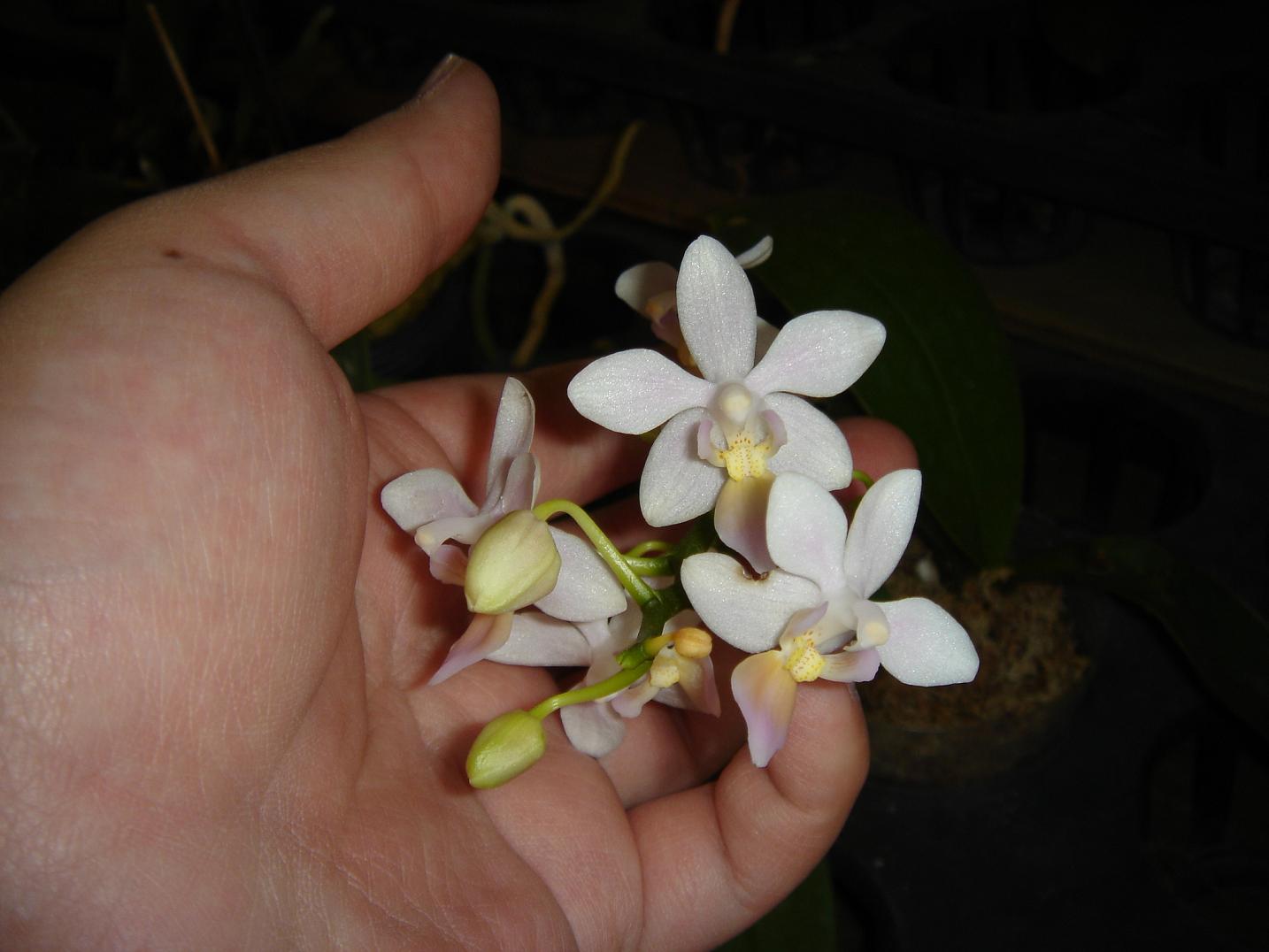 «ö¦¹¦b·sµøµ¡ÂsÄý¹Ï¤ù