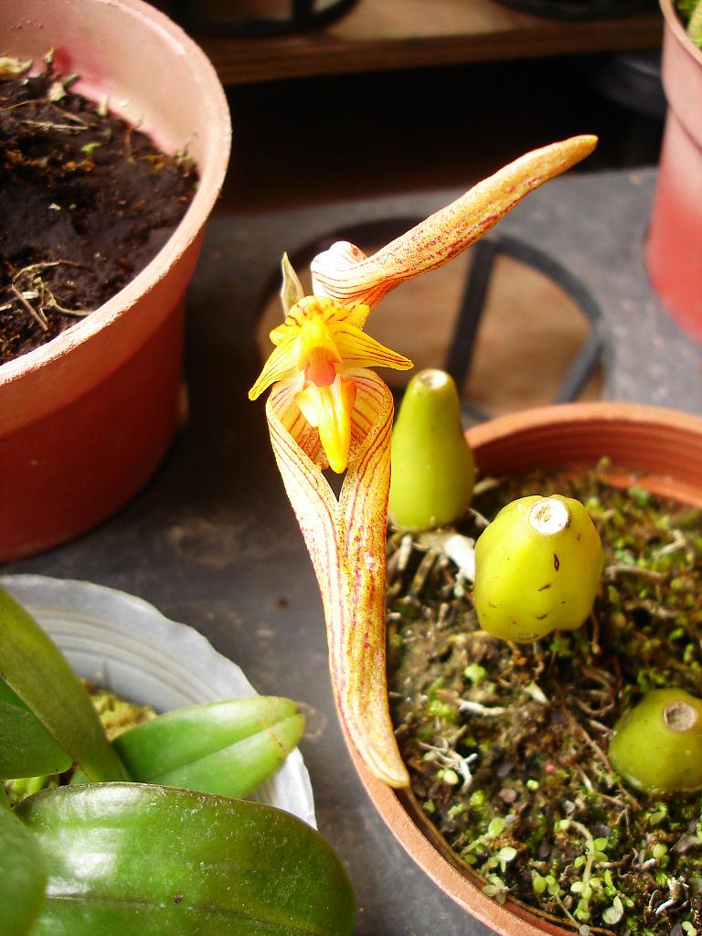 «ö¦¹¦b·sµøµ¡ÂsÄý¹Ï¤ù