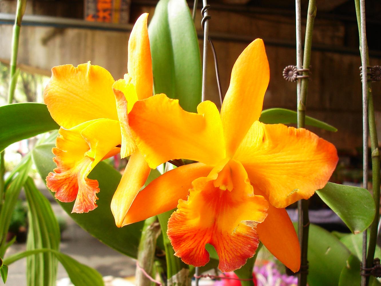 «ö¦¹¦b·sµøµ¡ÂsÄý¹Ï¤ù