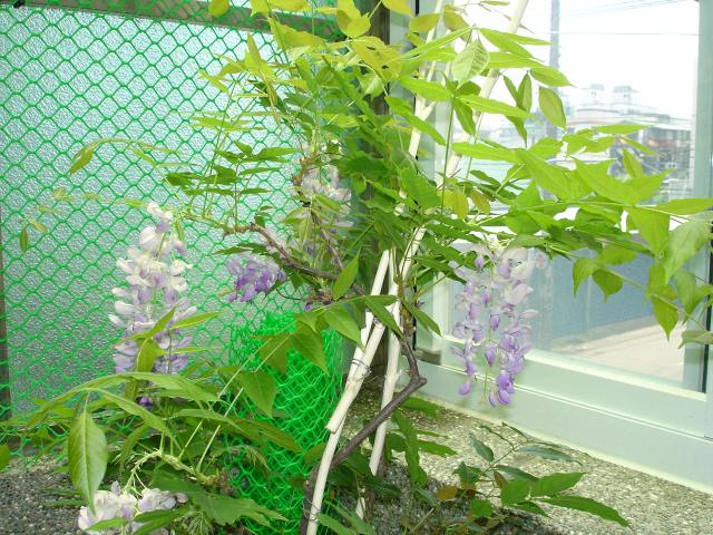 按此在新視窗瀏覽圖片