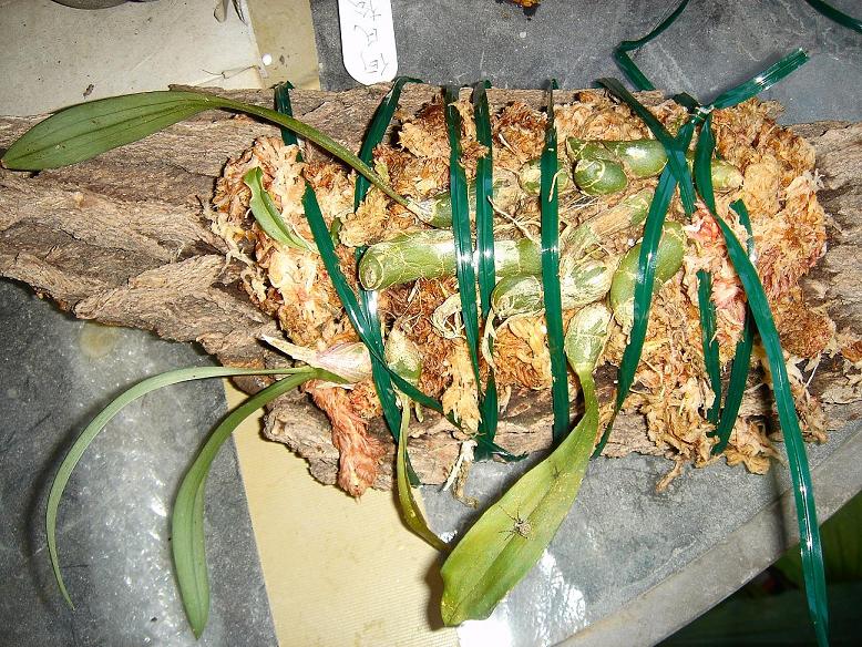 «ö¦¹¦b·sµøµ¡ÂsÄý¹Ï¤ù