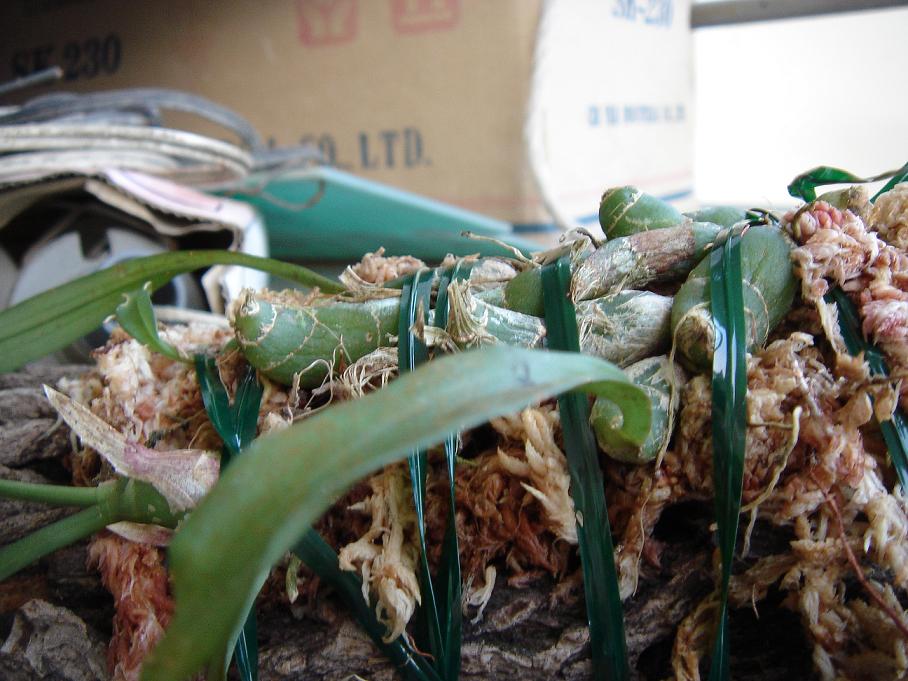 «ö¦¹¦b·sµøµ¡ÂsÄý¹Ï¤ù