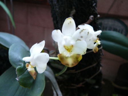 «ö¦¹¦b·sµøµ¡ÂsÄý¹Ï¤ù