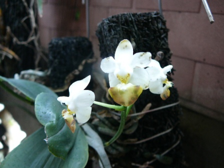 «ö¦¹¦b·sµøµ¡ÂsÄý¹Ï¤ù