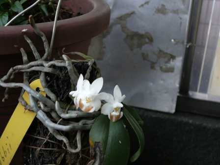 «ö¦¹¦b·sµøµ¡ÂsÄý¹Ï¤ù