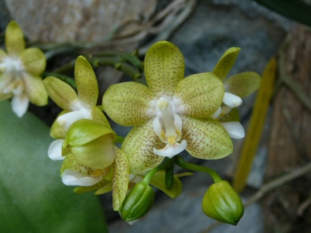 «ö¦¹¦b·sµøµ¡ÂsÄý¹Ï¤ù