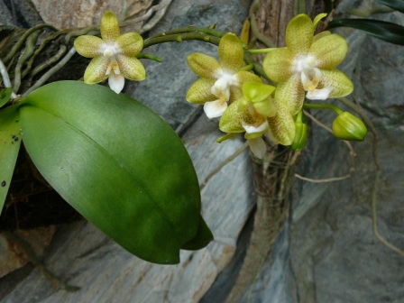 «ö¦¹¦b·sµøµ¡ÂsÄý¹Ï¤ù