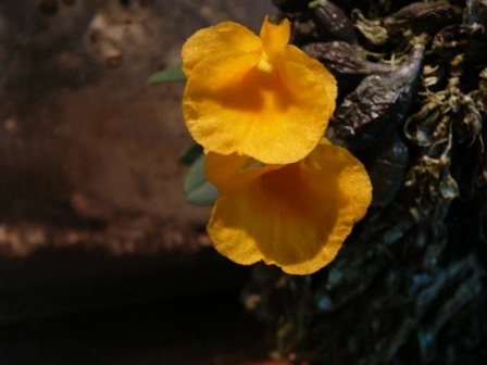 «ö¦¹¦b·sµøµ¡ÂsÄý¹Ï¤ù