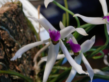 «ö¦¹¦b·sµøµ¡ÂsÄý¹Ï¤ù