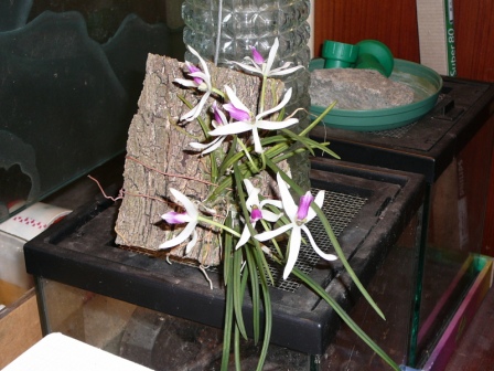 «ö¦¹¦b·sµøµ¡ÂsÄý¹Ï¤ù