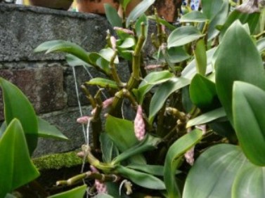 «ö¦¹¦b·sµøµ¡ÂsÄý¹Ï¤ù