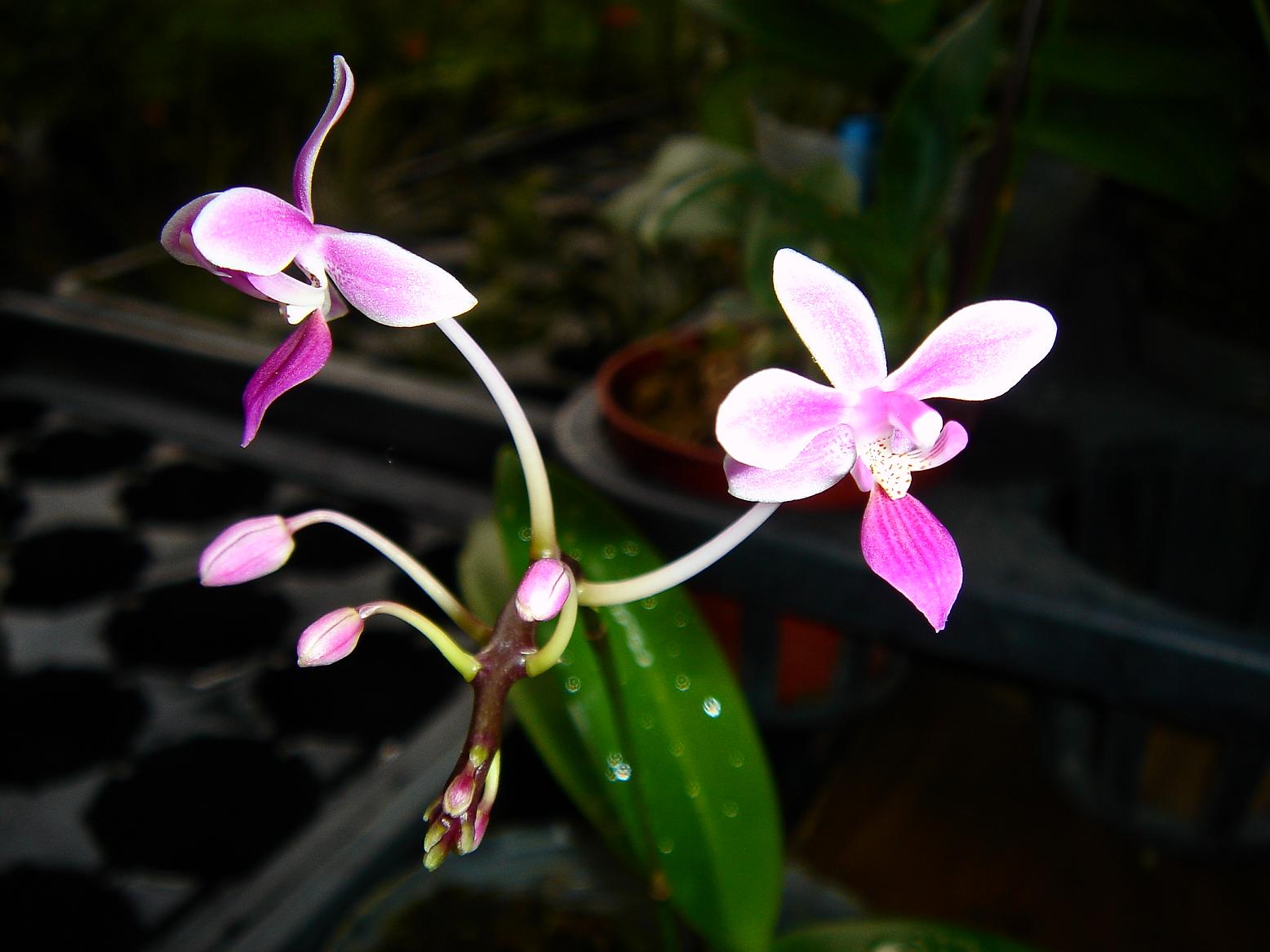 «ö¦¹¦b·sµøµ¡ÂsÄý¹Ï¤ù