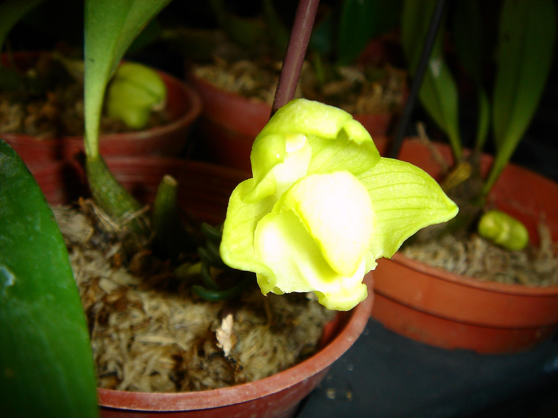 «ö¦¹¦b·sµøµ¡ÂsÄý¹Ï¤ù