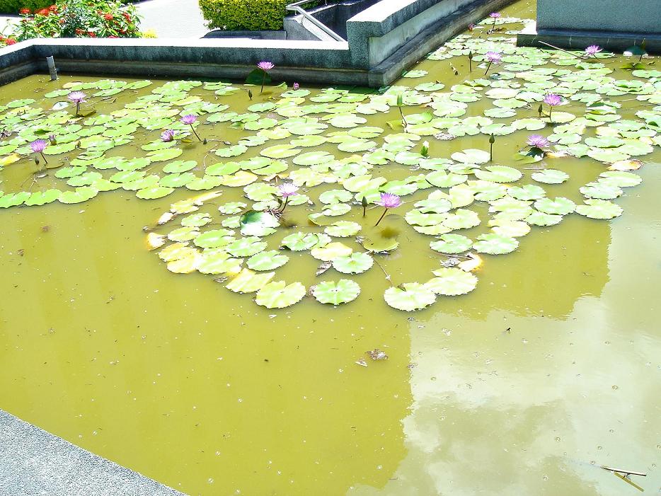 «ö¦¹¦b·sµøµ¡ÂsÄý¹Ï¤ù