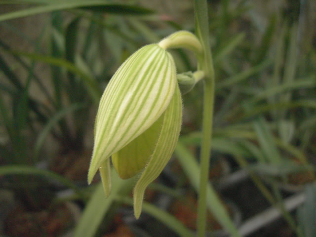 «ö¦¹¦b·sµøµ¡ÂsÄý¹Ï¤ù