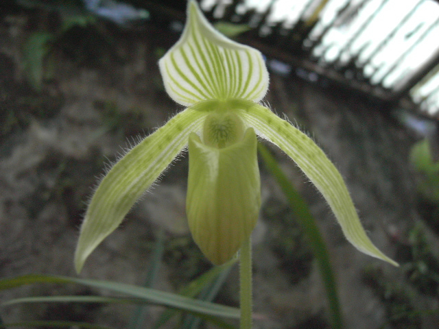 «ö¦¹¦b·sµøµ¡ÂsÄý¹Ï¤ù