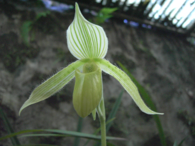 «ö¦¹¦b·sµøµ¡ÂsÄý¹Ï¤ù