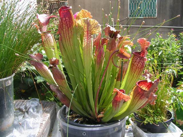 «ö¦¹¦b·sµøµ¡ÂsÄý¹Ï¤ù