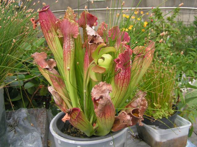 «ö¦¹¦b·sµøµ¡ÂsÄý¹Ï¤ù