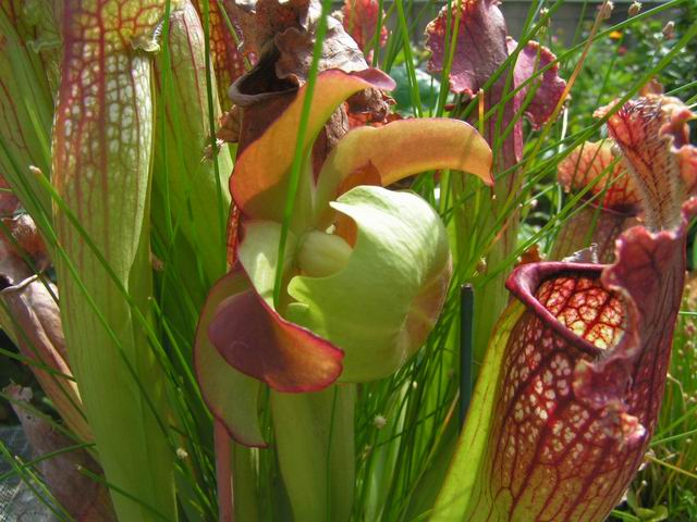 «ö¦¹¦b·sµøµ¡ÂsÄý¹Ï¤ù