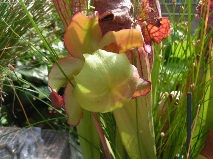 «ö¦¹¦b·sµøµ¡ÂsÄý¹Ï¤ù