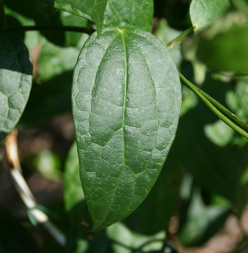 «ö¦¹¦b·sµøµ¡ÂsÄý¹Ï¤ù