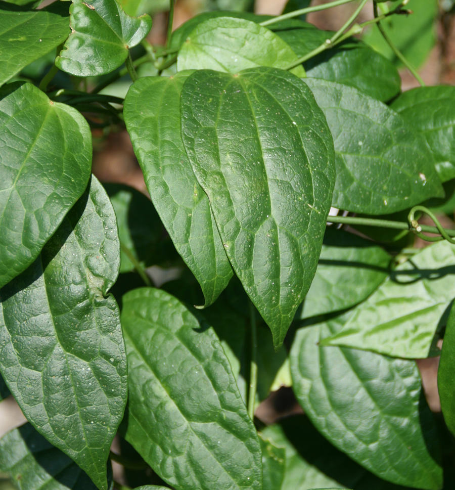 «ö¦¹¦b·sµøµ¡ÂsÄý¹Ï¤ù