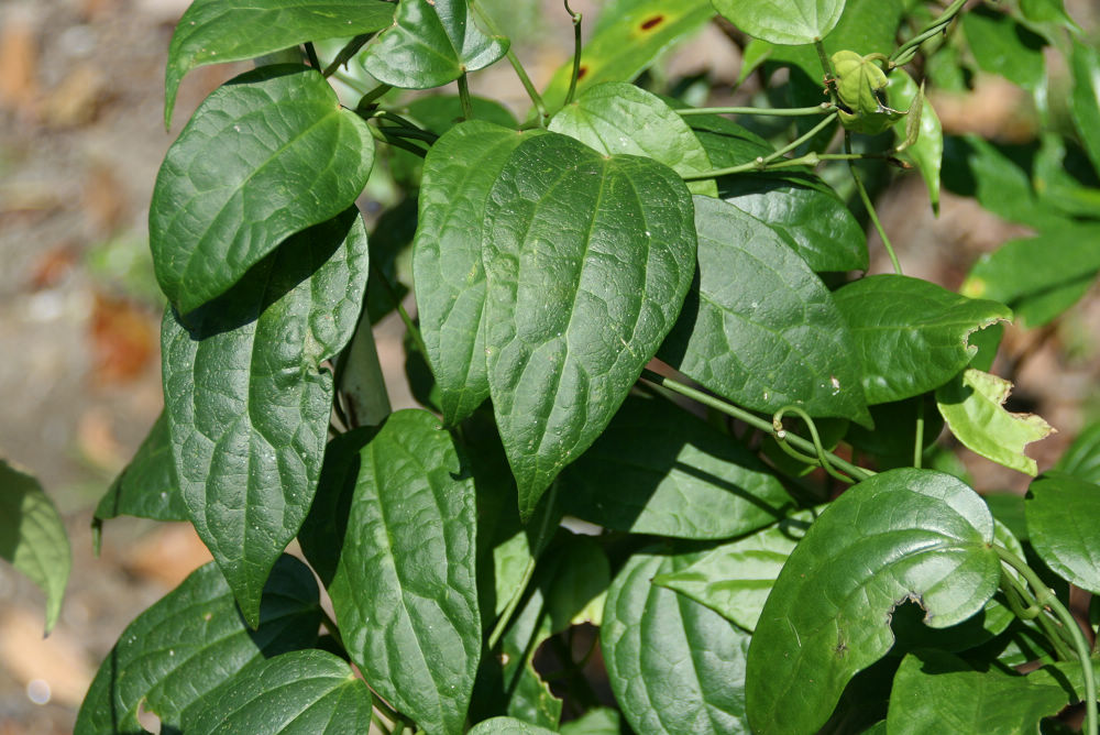 «ö¦¹¦b·sµøµ¡ÂsÄý¹Ï¤ù