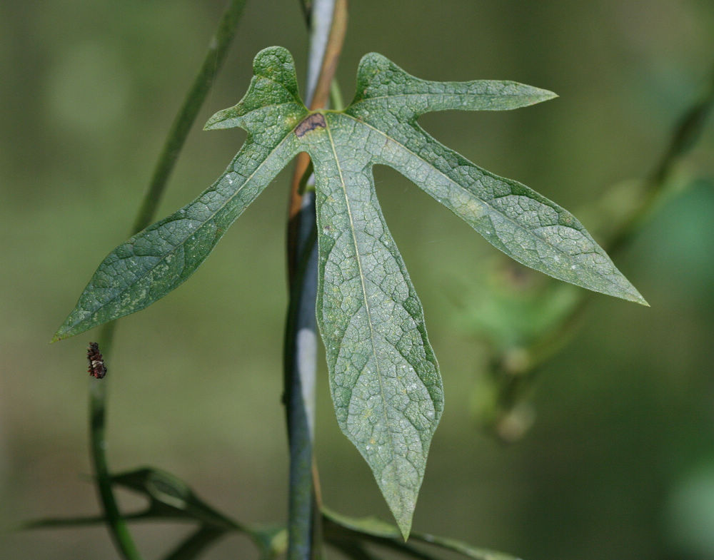 «ö¦¹¦b·sµøµ¡ÂsÄý¹Ï¤ù