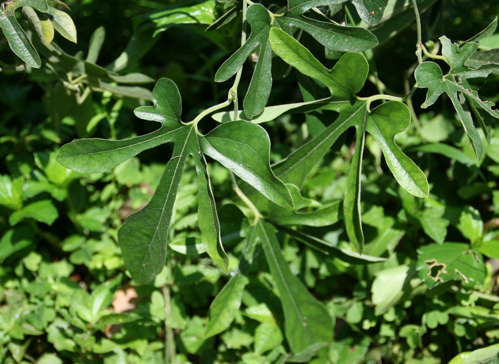 «ö¦¹¦b·sµøµ¡ÂsÄý¹Ï¤ù