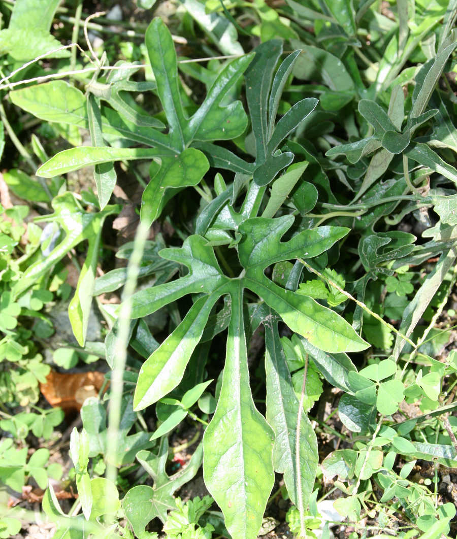 «ö¦¹¦b·sµøµ¡ÂsÄý¹Ï¤ù