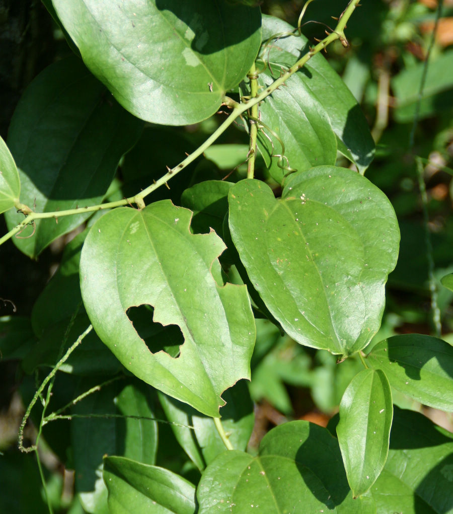 «ö¦¹¦b·sµøµ¡ÂsÄý¹Ï¤ù