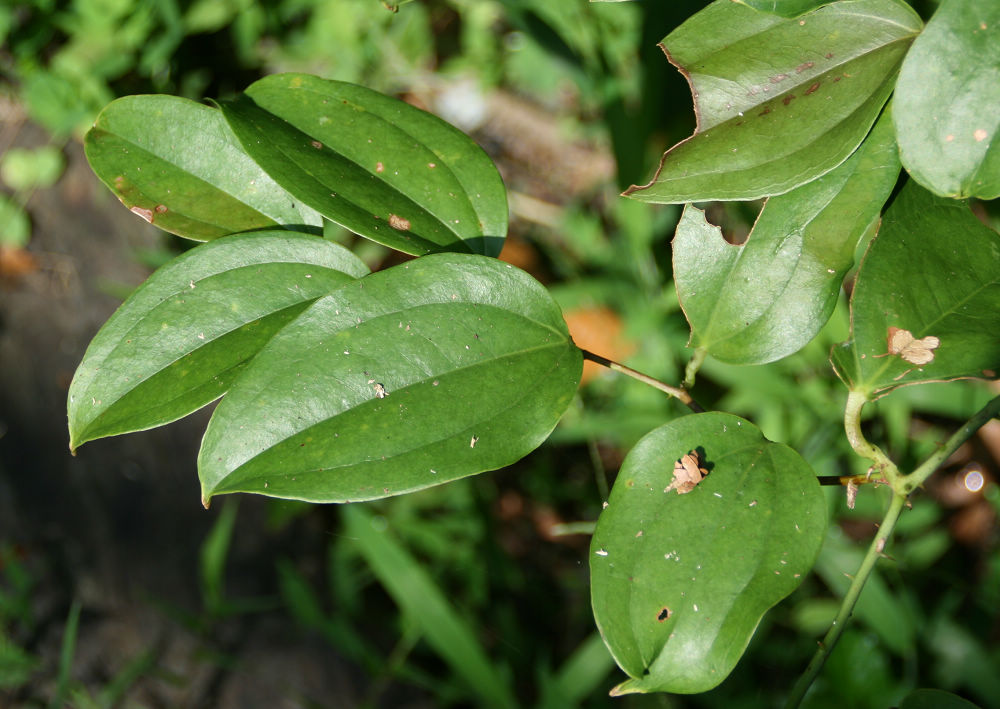 «ö¦¹¦b·sµøµ¡ÂsÄý¹Ï¤ù